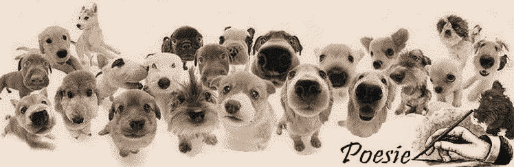 Cani