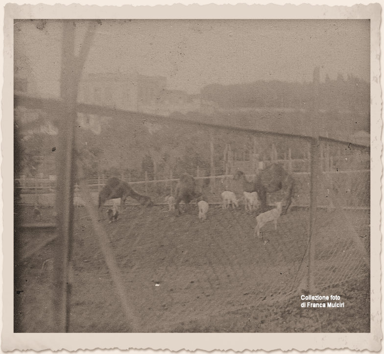 Cammelli! ~ Anno 1914